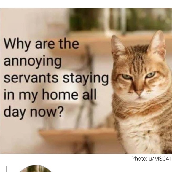 Meet your Posher, Georgette - Picture 2 of 7